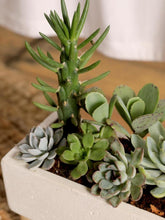 suculentas-maceta-en-concreto-arreglos-de-suculentas-regalos-para-mujeres-regalos-de-condolencias-habibi-plantitas_db1f652c-b8a5-4976-a708-f045d4e82d4c.jpg